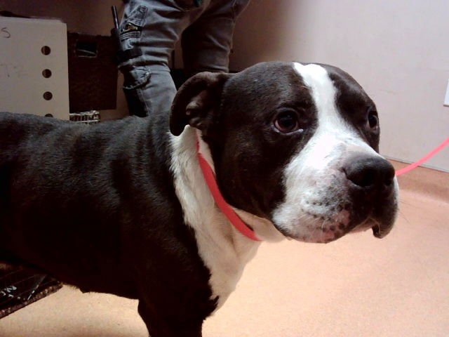 BUZZ LIGHTYEAR - Pit Bull Terrier available for adoption