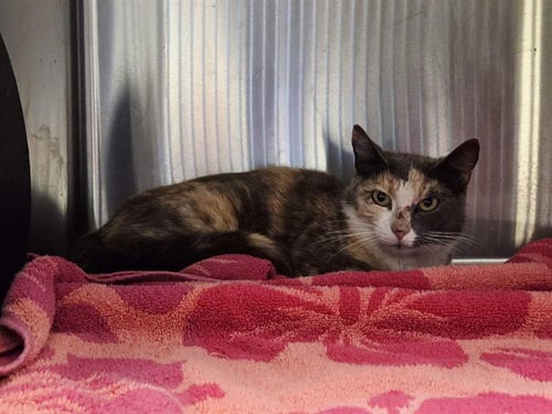 SUNDAE - Domestic Short Hair available for adoption