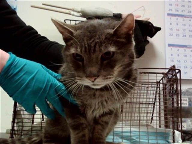 ARY - Domestic Short Hair available for adoption