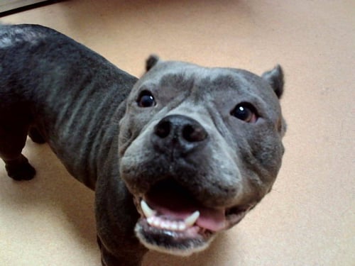 SUGA MAMA - Bulldog available for adoption