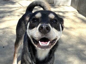MORRIS - Siberian Husky available for adoption