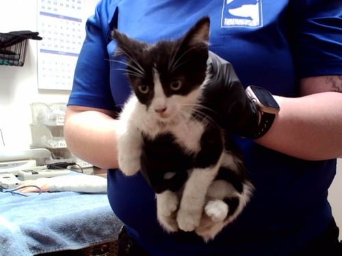 A1049779 - Domestic Short Hair available for adoption