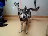 ROVER - Photo 1