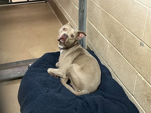 BABS BUNNY - Pit Bull Terrier available for adoption