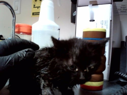 A1047560 - Domestic Short Hair available for adoption