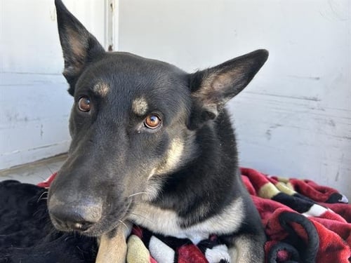 ALTAIR - German Shepherd Dog available for adoption