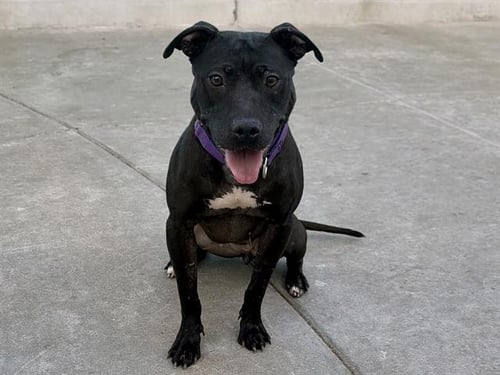 EVE - Pit Bull Terrier available for adoption