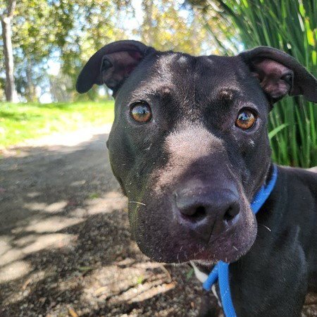 EVE - Pit Bull Terrier available for adoption