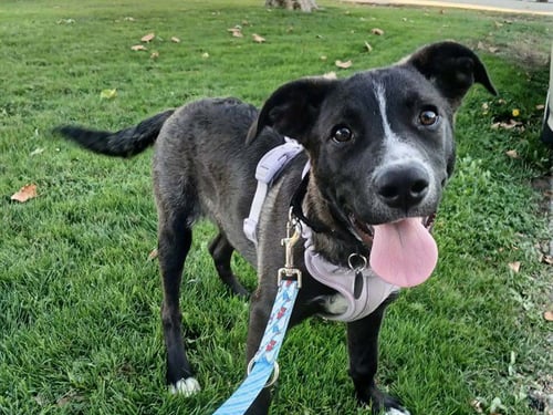 BOLT - Australian Cattle Dog/Blue Heeler available for adoption