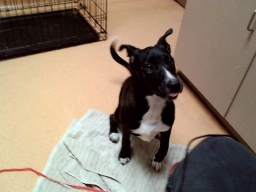 SANGRIA - Border Collie available for adoption