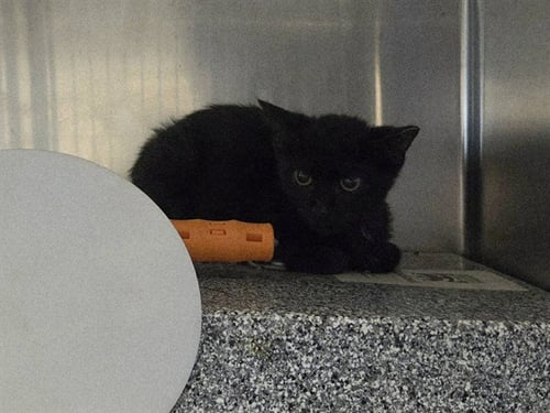 A1051989 - Domestic Short Hair for adoption in Concord