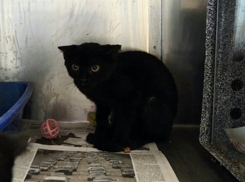 A1051989 - Domestic Short Hair available for adoption
