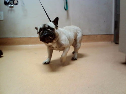 POPPYSEED - French Bulldog available for adoption