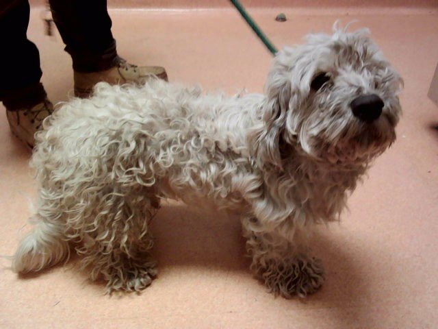 JAMES - Terrier available for adoption