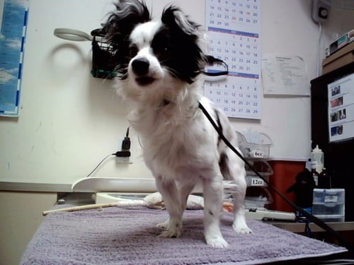 JARED - Terrier available for adoption