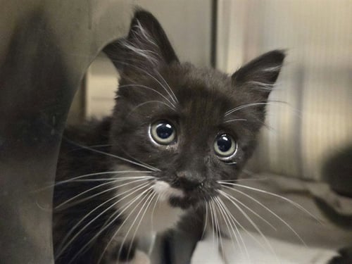 A1053696 - Domestic Medium Hair available for adoption