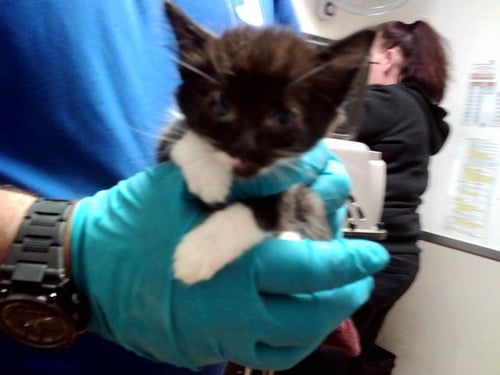 A1053696 - Domestic Medium Hair available for adoption