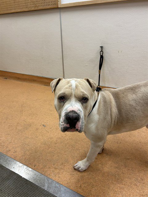 KING - Pit Bull Terrier available for adoption