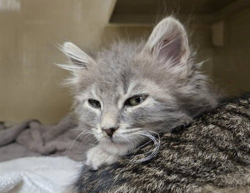 A1049297 - Domestic Long Hair available for adoption