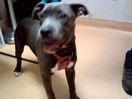 JUNE BUG - Pit Bull Terrier available for adoption