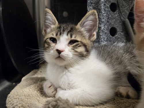 LILY - Domestic Short Hair available for adoption