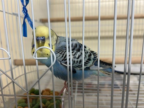 AZUL - Parakeet - Other available for adoption