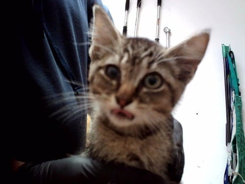 A1049871 - Domestic Short Hair available for adoption