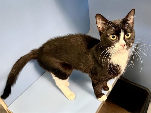 FLAXSEED - Domestic Short Hair available for adoption