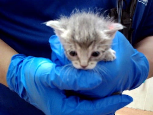 A1047608 - Domestic Short Hair available for adoption