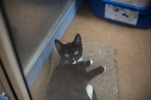 PHOENIX - Domestic Short Hair available for adoption