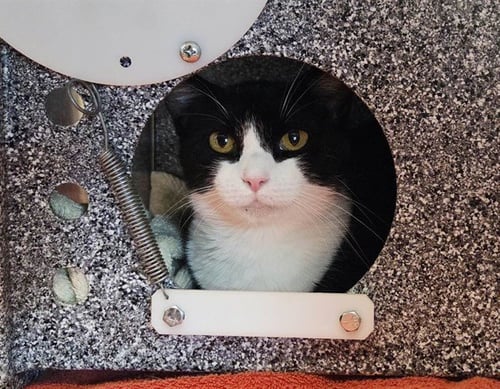 A1053700 - Domestic Short Hair available for adoption