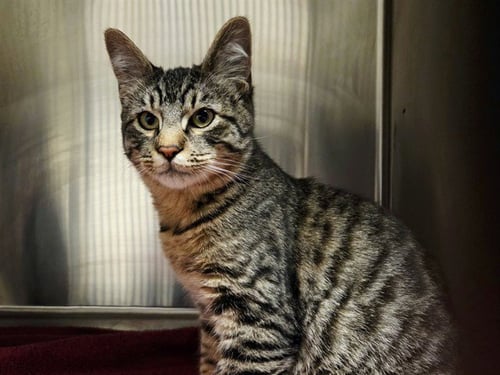 A1055562 - Domestic Short Hair available for adoption