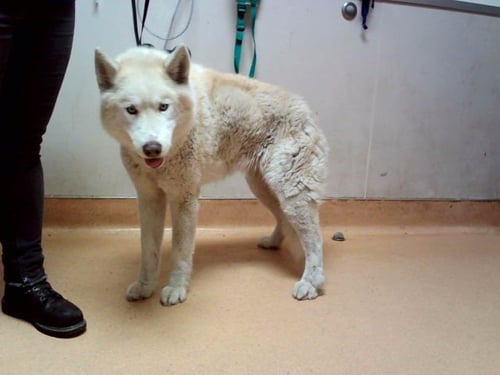 HALLEY - Siberian Husky available for adoption