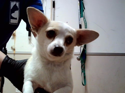 STEVE MARTIN - Chihuahua available for adoption