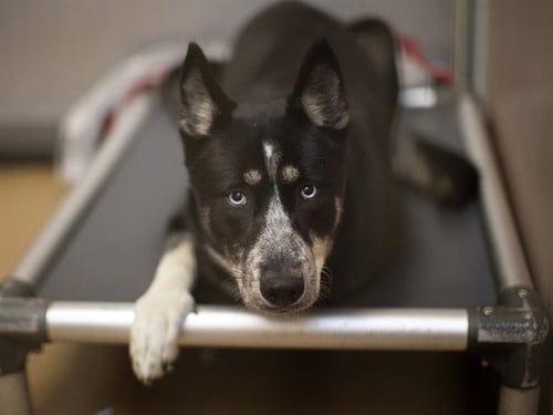 ASHLEY - Australian Cattle Dog/Blue Heeler available for adoption
