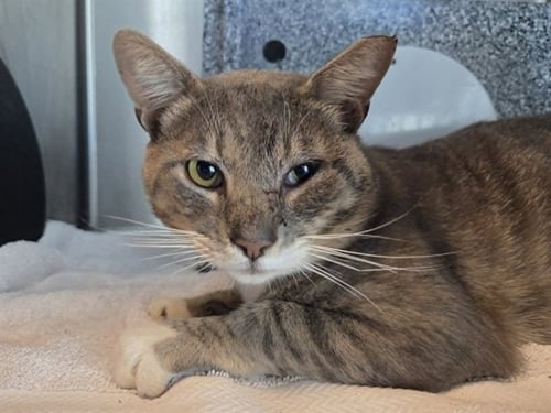 COSMO - Domestic Short Hair available for adoption