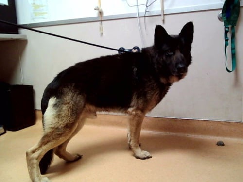 ROCKY - German Shepherd Dog available for adoption