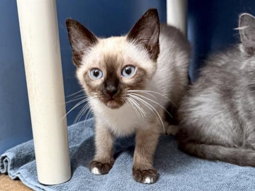 KATY PURRY - Domestic Short Hair available for adoption