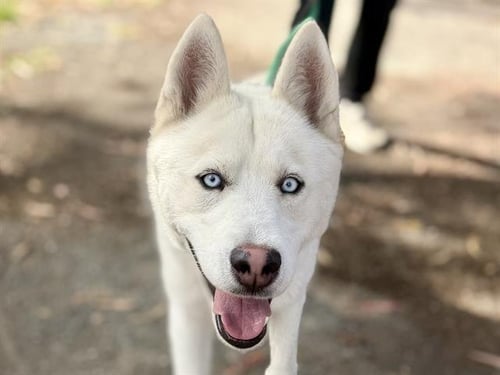 YUKON - Siberian Husky available for adoption
