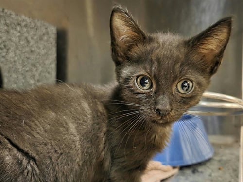 CALIFORNIA - Domestic Short Hair available for adoption