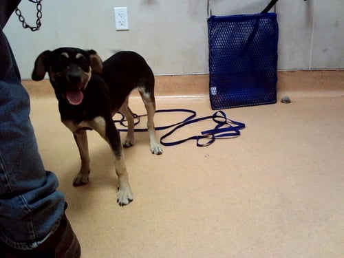 A1055001 - Beagle available for adoption