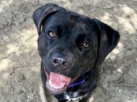 WILMA - Labrador Retriever / Pit Bull Terrier available for adoption