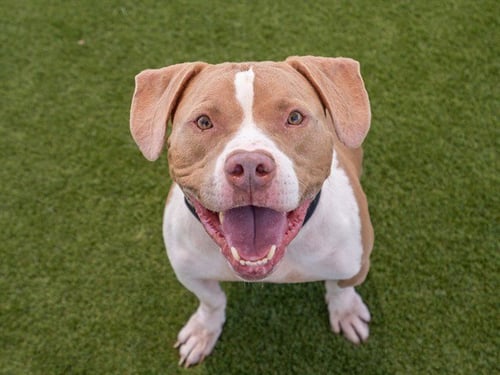 ACE - Pit Bull Terrier for adoption in Concord