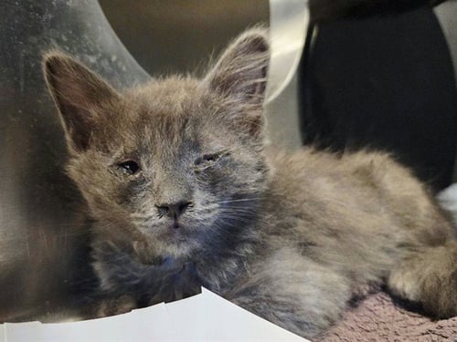 A1053678 - Domestic Medium Hair available for adoption