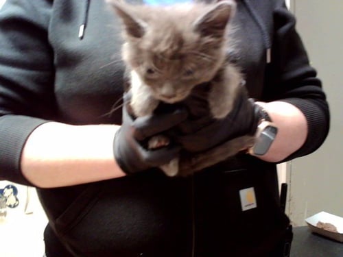 A1053678 - Domestic Medium Hair available for adoption