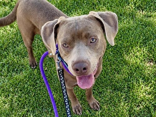 MAX - Pit Bull Terrier / Labrador Retriever available for adoption