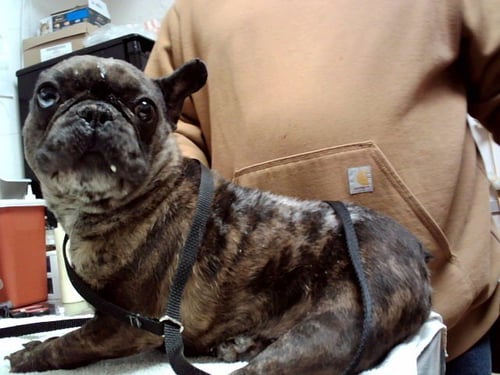 LACEY - French Bulldog available for adoption