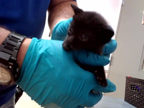 A1054309 - Domestic Short Hair available for adoption