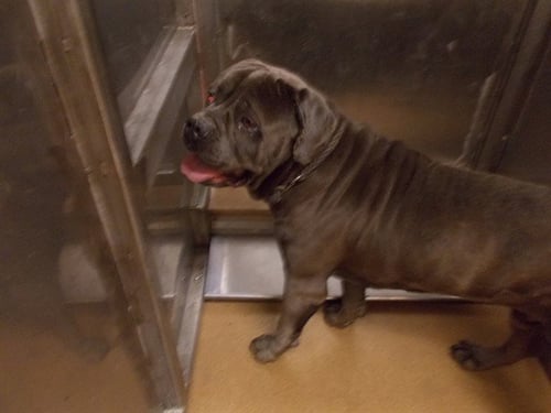 CEASAR - Cane Corso Mastiff available for adoption