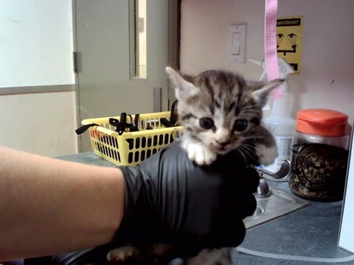A1047822 - Domestic Short Hair available for adoption
